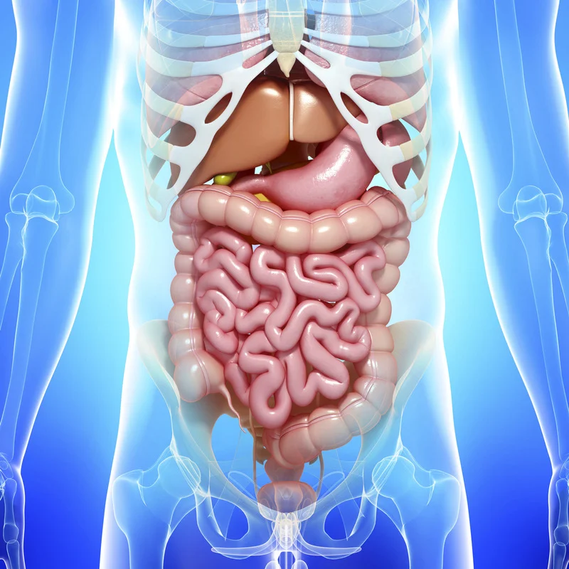 Gastrointestinal disorders Image